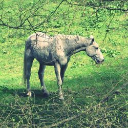 Animal grazing on grassy field