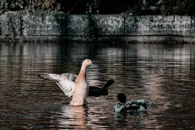 Ducks swimming in lake