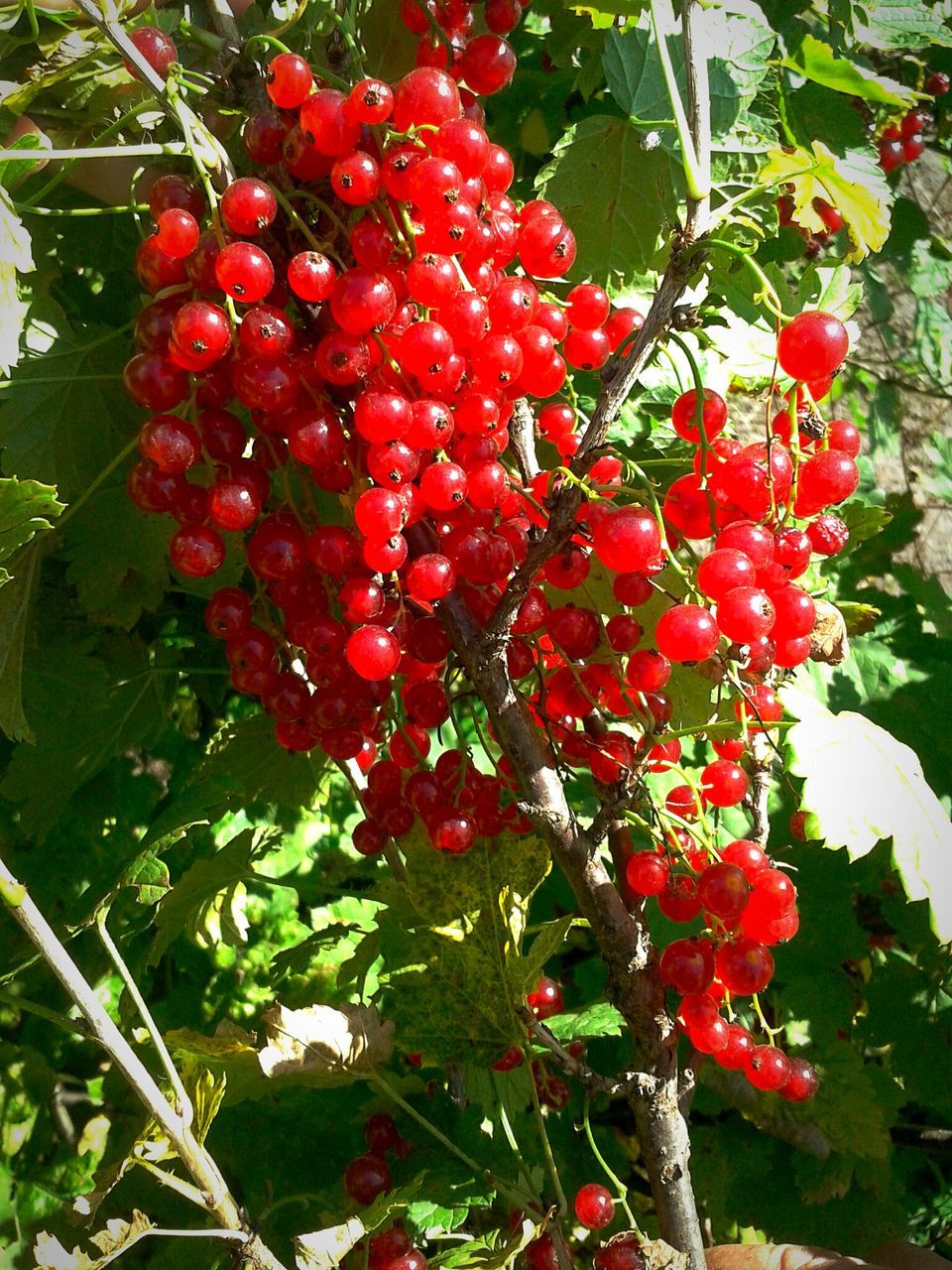 red, freshness, fruit, growth, tree, food and drink, leaf, branch, food, plant, nature, healthy eating, berry fruit, growing, hanging, close-up, beauty in nature, day, low angle view, green color