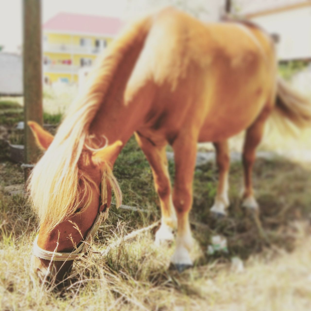 animal themes, livestock, one animal, domestic animals, mammal, field, horse, grass, brown, focus on foreground, herbivorous, standing, side view, close-up, animals in the wild, wildlife, nature, day, two animals, grazing