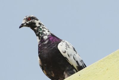 Low angle view of bird perching on branch