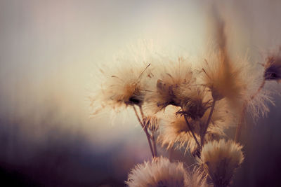 Close-up of wilted dandelion