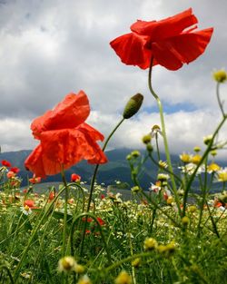 Close-up of red poppy flowers on field