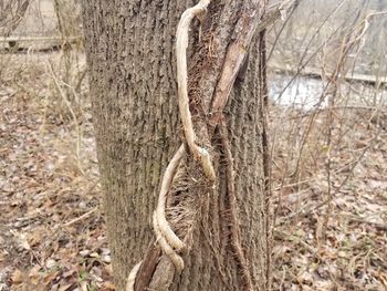 Close-up of tree trunk