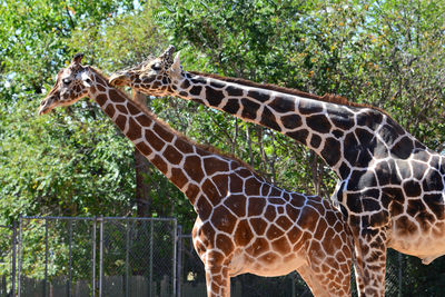 Close-up of giraffe standing on tree