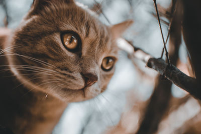 Close-up of cat looking away