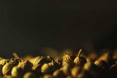 Close-up of sunflower against black background