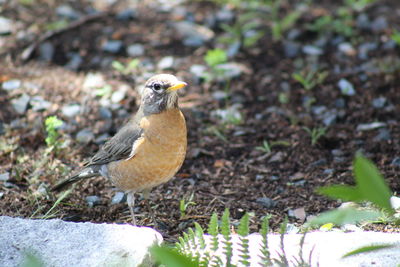 Close-up of bird perching on rock