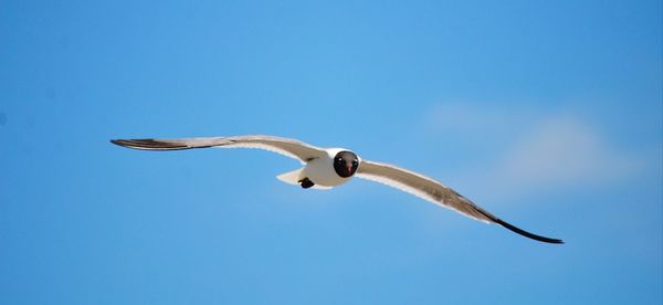 Low angle view of seagull flying