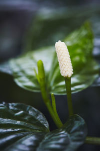 Close-up of plant