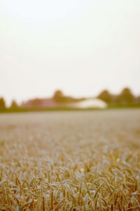 Scenic view of field against clear sky