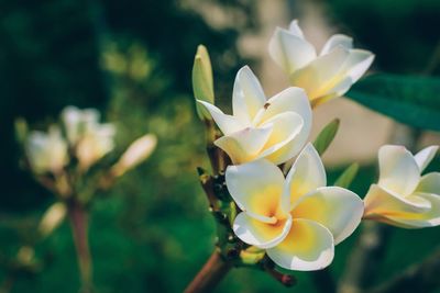 Close-up of frangipani blooming outdoors