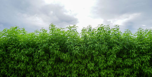Low angle view of fresh green trees against sky