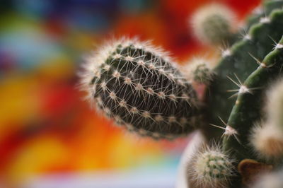Close-up of cactus plant