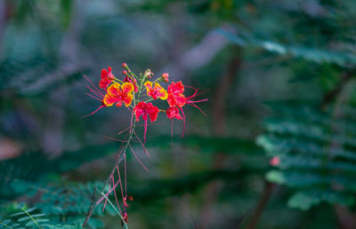 Close-up of red flowering plant