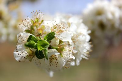 Close-up of white flowering plant