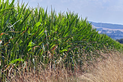 Crops growing on field against sky