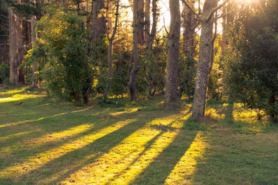 Trees in forest