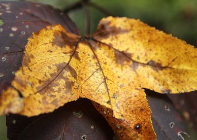 Close-up of leaves