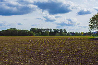 Scenic view of agricultural field against sky