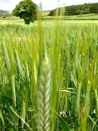 Close-up of stalks in field