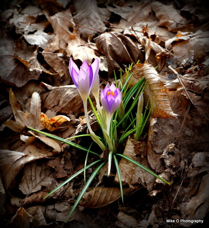 CLOSE-UP OF CROCUS BLOOMING OUTDOORS