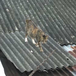 High angle view of cat walking on metal grate