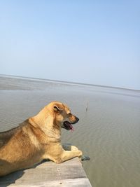 Dog on beach against clear sky