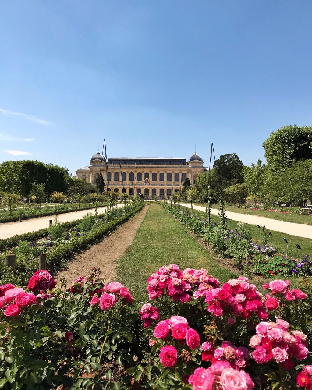 VIEW OF PINK FLOWERING PLANTS AGAINST SKY