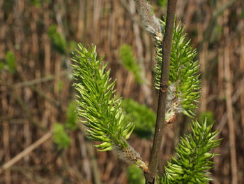Close-up of pine tree