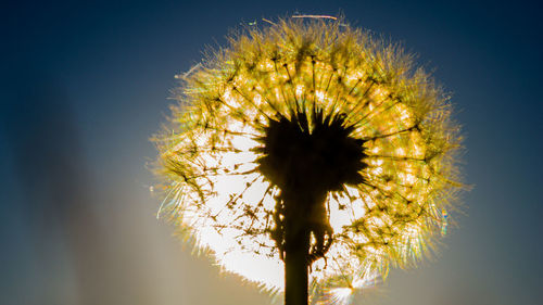 Low angle view of dandelion against sky