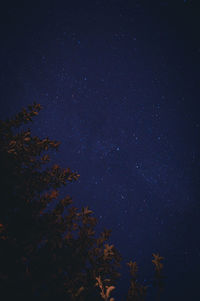 Low angle view of trees against sky at night