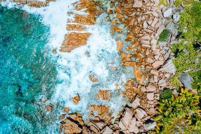 High angle view of plants growing on rock