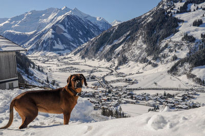 Dog on snow covered mountain