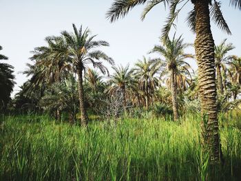 Palm trees growing on field against sky