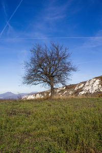 Bare tree on field against blue sky