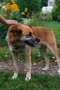 View of a dog on field