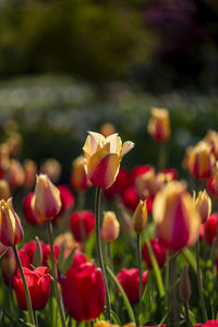 Close-up of tulips in bloom