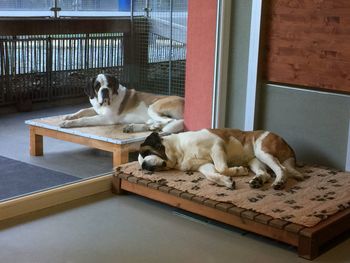 Saint bernard dogs relaxing.