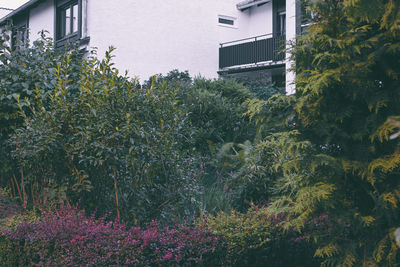 Plants growing in city