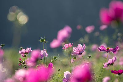 Close-up of pink flowering plants on field