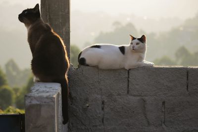 Two cats in a sunset