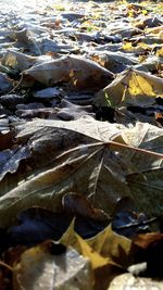 Close-up of leaves in water