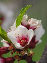 Close-up of flower against blurred background