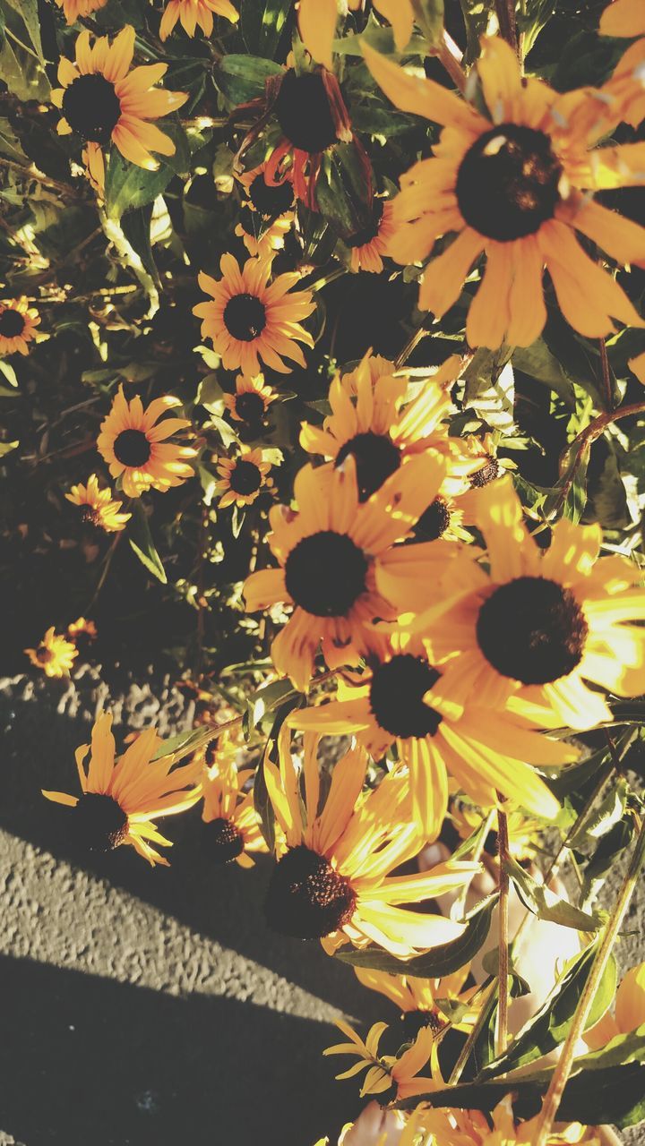 flower, freshness, petal, fragility, yellow, flower head, growth, beauty in nature, blooming, plant, nature, pollen, in bloom, close-up, sunlight, no people, day, high angle view, blossom, sunflower