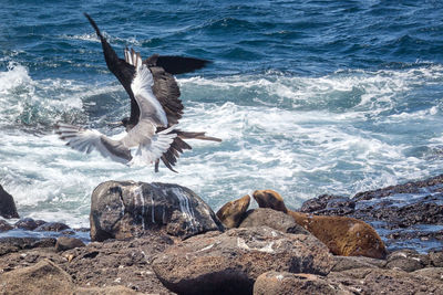 View of seagulls on rock