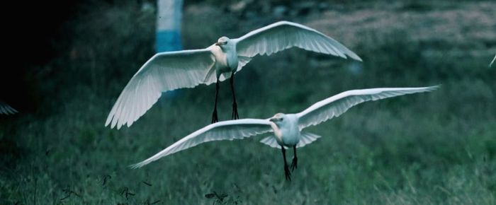 Bird flying