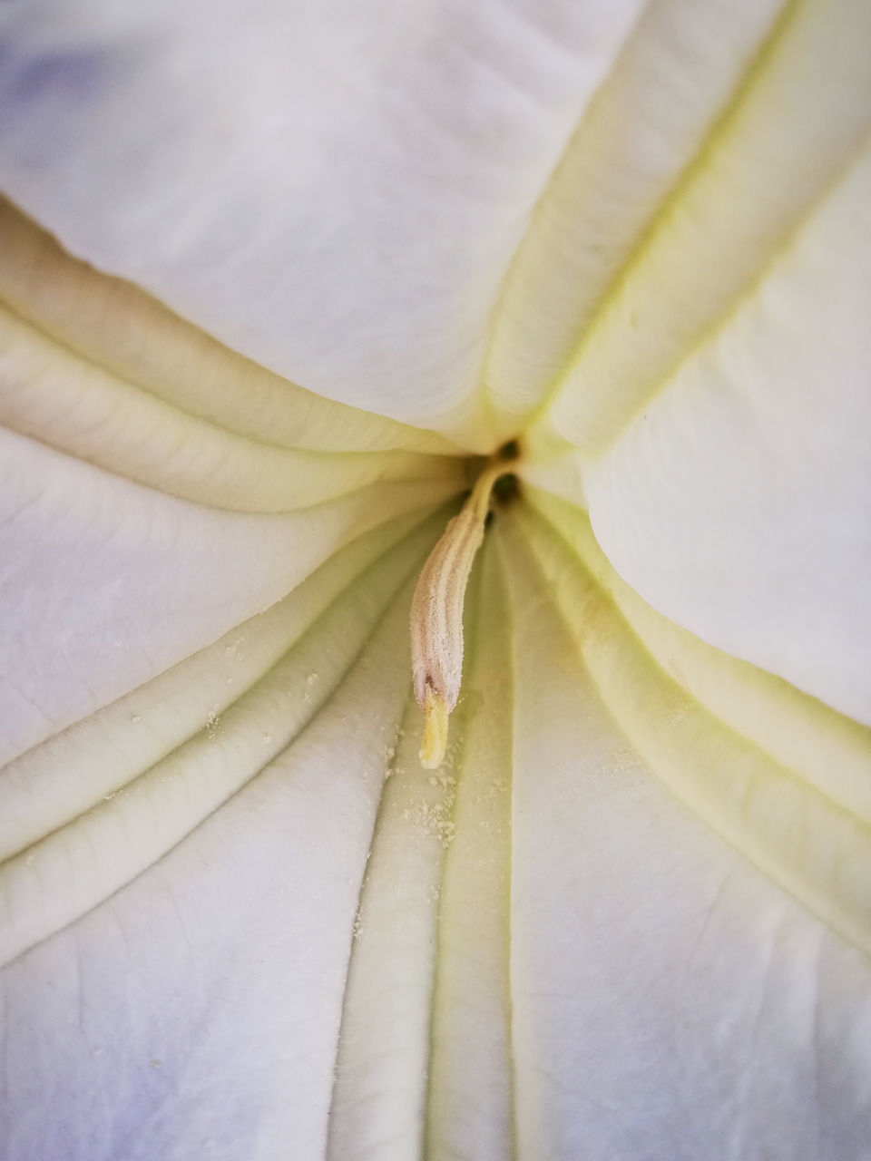 CLOSE UP OF WHITE FLOWER