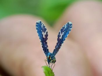 Close-up of butterfly on purple flower