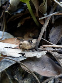 Close-up of lizard on leaf